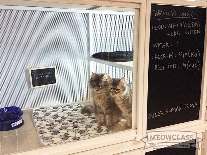 MEOWCLASS Cat Hotel - Puchong, Malaysia