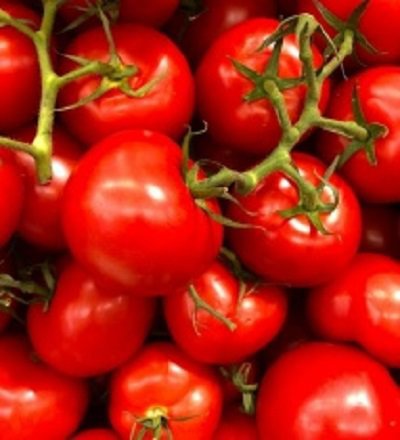 Tomatitaimed ja kurgitaimed cover