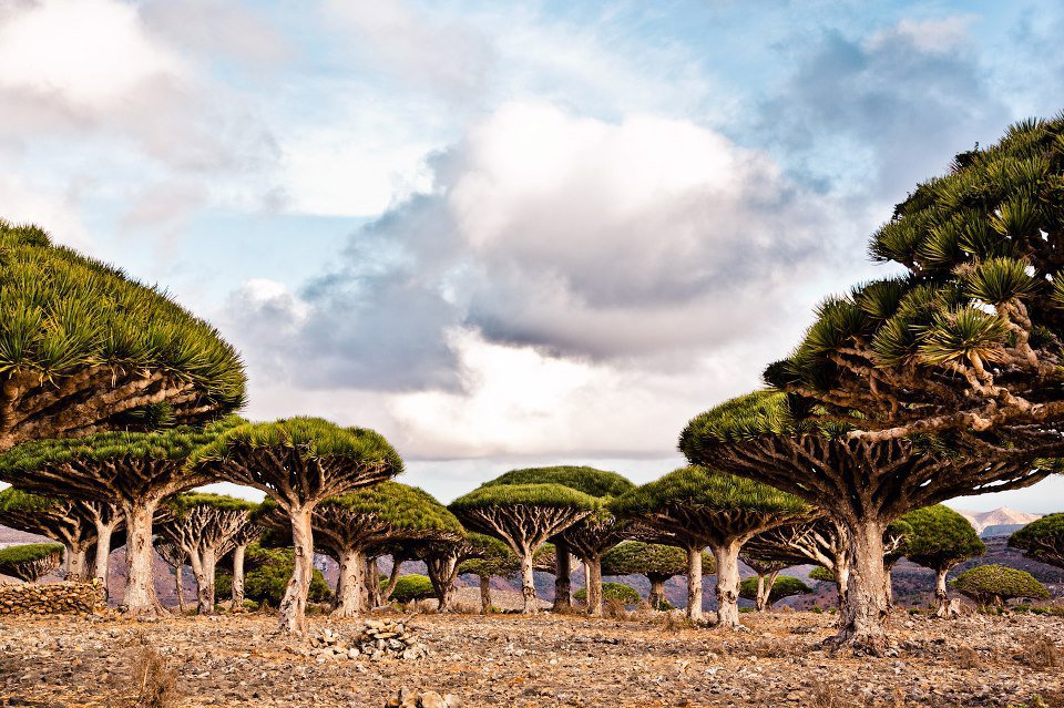 Socotra Advisor cover