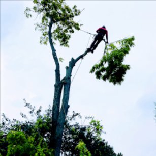 Eastwoodbury Tree Services  cover