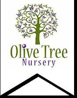 Olive Tree Nursery