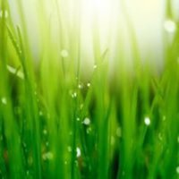 Artificial Grass Dubai LLC