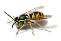 Wasp Nest Removal Wolverhampton