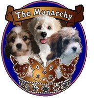 Cavachons From The Monarchy