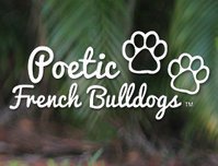 French Bulldog - Puppies, Bulldog Breeders - Poetic French Bulldogs