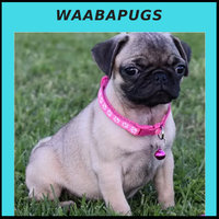 Waaba Pugs - Pug Puppies For Sale