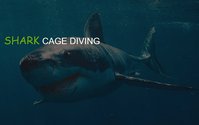 Shark Cage Diving Gansbaai