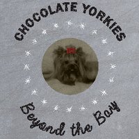 Chocolate Yorkies Beyond the Bay
