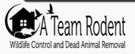  A Team Raccoon Removal Service