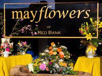 Mayflowers of Red Bank