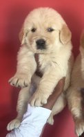 Buy Dogs in Bangalore - Mylilpaw