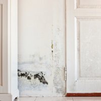 Dry Ease Mold Removal NYC