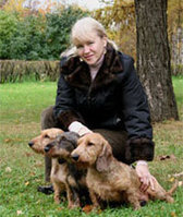 wirehaired dachshund kennel "Iz Novo-Peredelkino" 