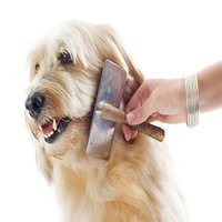 Boulder Dog Grooming Pros