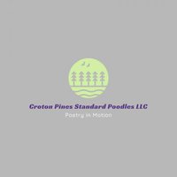 Croton Pines Standard Poodles