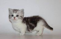 Homeland Munchkin Kittens