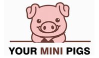 Your Mini Pigs
