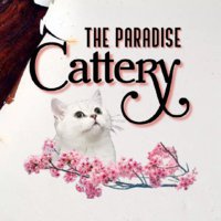 The Paradise Cattery ฟาร์มแมว บริติช ช็อตแฮร์ British Shorthair