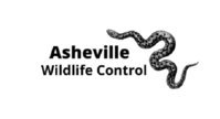 Asheville Wildlife Control