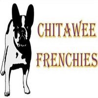 Chitawee French Bulldogs