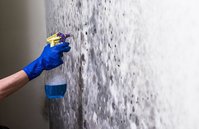 Mold Experts of Boston