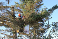 SWFL Tree Service Lutz