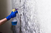 Mold Experts of Portland
