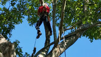 TreeTop Tree Services