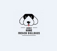 French Bull Dogs Texas