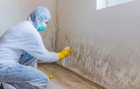 Mold Experts of the Bronx