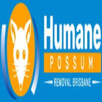 Possum Removal Brisbane