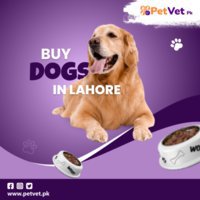 Buy Pets in Lahore - Petvet.pk