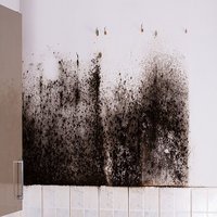 Mold Experts of Bloomington