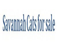 Savannah Cats for sale