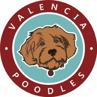 Valencia Poodles