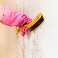 Mold Experts of New Orleans
