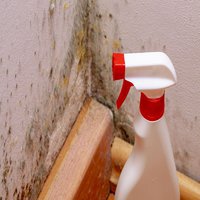 Mold Inspections of Red Mountain