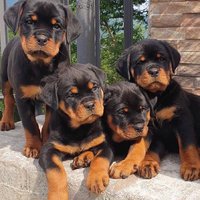 Goodwill Rottweiler Puppies
