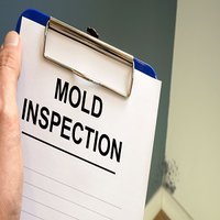 Nutmeg Mold Inspection