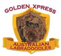 Golden Xpress Labradoodles