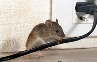 Pest Control Experts of Fox Valley