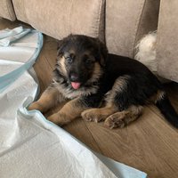 German Shepherd Puppies For Sale Kentucky