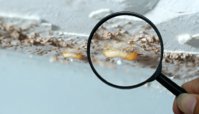 Three Mile Island Termite Removal