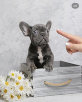 French Bulldog for Sale 