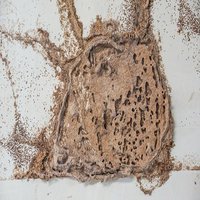 Last Frontier Termite Removal Experts