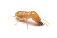 Peters Termite Control Adelaide