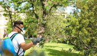 Mobtown Tree Removal Service