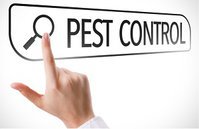 Greater Katy Pest Control Experts