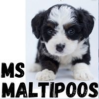MS Maltipoos