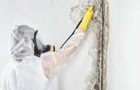 Roundabout Capital Mold Removal Experts